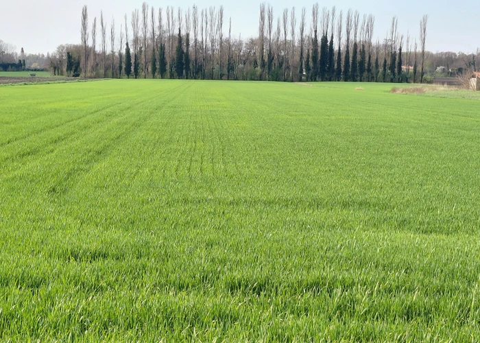 terreno agricolo a monselice in vendita